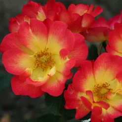 Rosier Summer of Love® - Rouge intense tout l'été