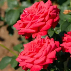 Rosier sur tige Dame de Coeur - Un rosier fleuri toute la saison