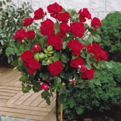 Rosier sur tige Dame de Coeur - Un rosier fleuri toute la saison
