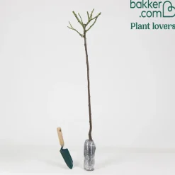 Rosier sur tige Korbin - Un arbre à roses blanches