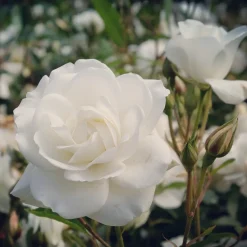 Rosier sur tige Korbin - Un arbre à roses blanches