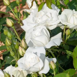 Rosier sur tige Korbin - Un arbre à roses blanches