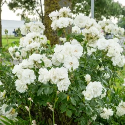 Rosier sur tige Korbin - Un arbre à roses blanches