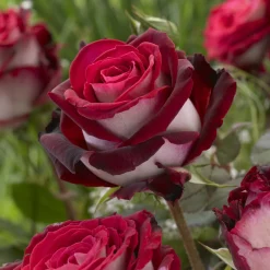 Rosier sur tige Osiria - La rose bicolore qui fascine