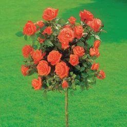 Rosier sur tige Ramona - Un arbre de roses au jardin