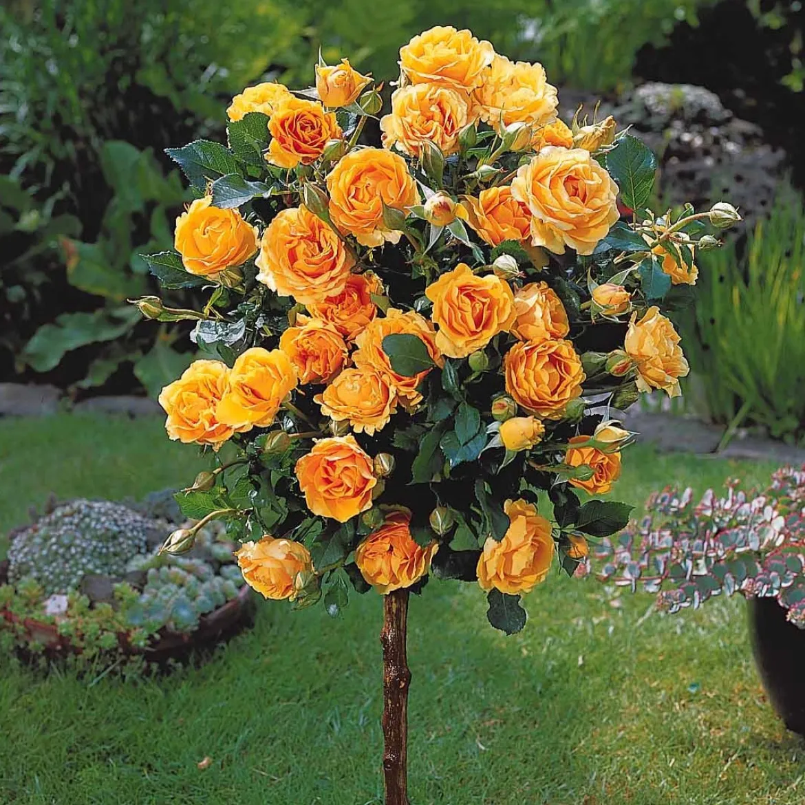 Rosier sur tige Sunsilk - Un jardin fleuri sans effort