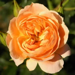Rosier Sweet Dream ® - Des roses tout l'été