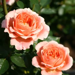 Rosier Sweet Dream ® - Des roses tout l'été