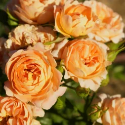 Rosier Sweet Dream ® - Des roses tout l'été