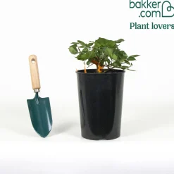 Rosier Terracotta ® - La rose couleur terre cuite