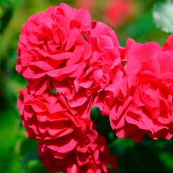 Rosier Toscana® - Rouge parfumé tout l'été