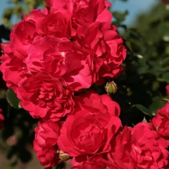 Rosier Toscana® - Rouge parfumé tout l'été