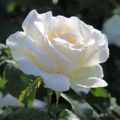 Rosier White Symphony - Des roses blanches tout l'été