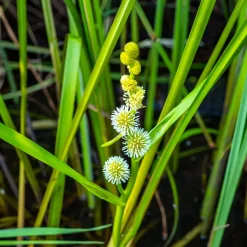 Rubanier d'eau - Un bassin plus sain, vite