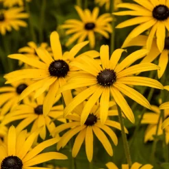 Rudbeckia deamii - Un massif jaune tout l'été