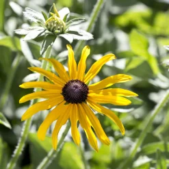 Rudbeckia deamii - Un massif jaune tout l'été