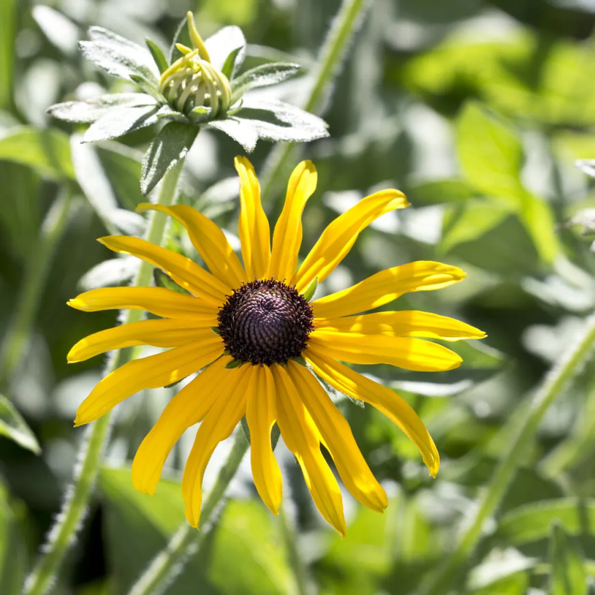 Rudbeckia deamii - Un massif jaune tout l'été