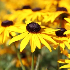 Rudbeckia Early Bird Gold - 3 mois de fleurs jaune vif