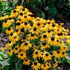 Rudbeckia Early Bird Gold - 3 mois de fleurs jaune vif
