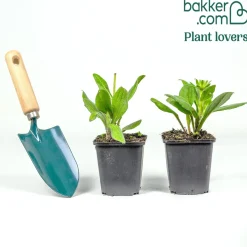 2 Rudbeckia hirta Cherry Brandy - Le rouge qui illumine tout
