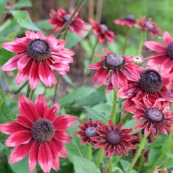 2 Rudbeckia hirta Cherry Brandy - Le rouge qui illumine tout