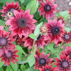 2 Rudbeckia hirta Cherry Brandy - Le rouge qui illumine tout