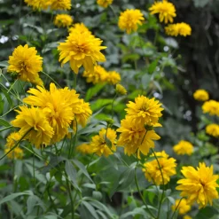 Rudbeckia laciniata Goldquelle - Soleil garanti tout l'été