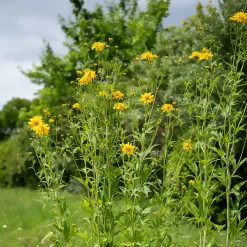 Rudbeckia laciniata Goldquelle - Soleil garanti tout l'été