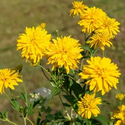 Rudbeckia laciniata Goldquelle - Soleil garanti tout l'été