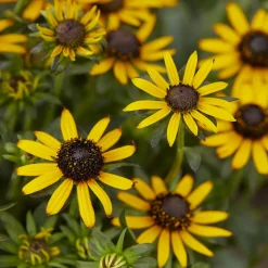 Rudbeckia Little Goldstar - Le soleil au jardin