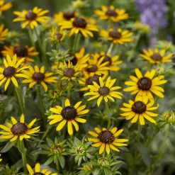 Rudbeckia Little Goldstar - Le soleil au jardin