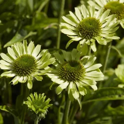 Rudbeckia Little Goldstar - Le soleil au jardin