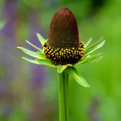 Rudbeckia occidentale Green Wizard - La fleur sans pétales culte