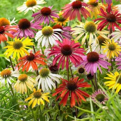 10 Rudbeckias en mélange - Un massif fleuri tout l'été