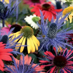 3 Rudbeckias et Chardon bleu en mélange - Duo star du jardin d'été
