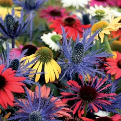 3 Rudbeckias et Chardon bleu en mélange - Duo star du jardin d'été