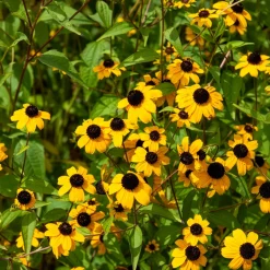 Rudbeckia trilobée - Une pluie de fleurs jaunes