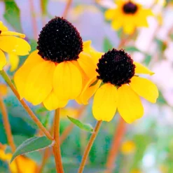 Rudbeckia trilobée - Une pluie de fleurs jaunes
