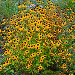 Rudbeckia trilobée - Une pluie de fleurs jaunes