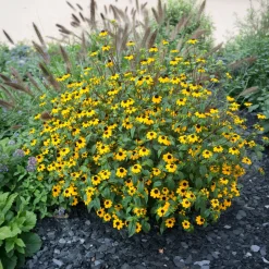 Rudbeckia trilobée - Une pluie de fleurs jaunes
