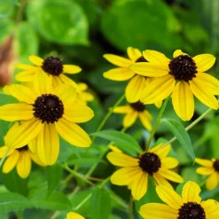 Rudbeckia trilobée - Une pluie de fleurs jaunes