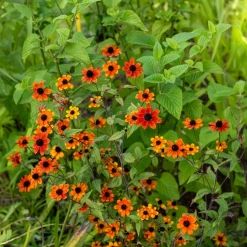 Rudbeckie trilobée Prairie Glow - Un feu d'artifice orange tout l'été