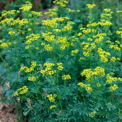 Rue des Jardins - Le répulsif naturel du jardin