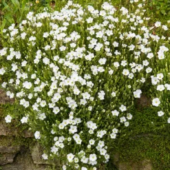 Sabline Mont Blanc - Un tapis blanc en un clin d'œil