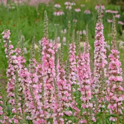 Salicaire commune Blush - Des berges roses tout l'été