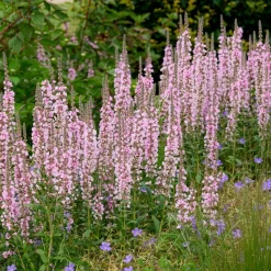 Salicaire commune Blush - Des berges roses tout l'été