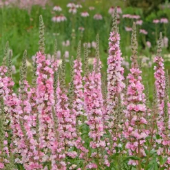 Salicaire commune Blush - Des berges roses tout l'été