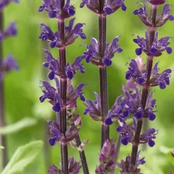 Salvia Bleu 'Caradonna' - Des épis violets tout l'été
