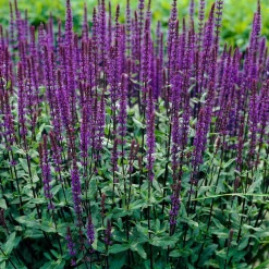 Salvia Bleu 'Caradonna' - Des épis violets tout l'été