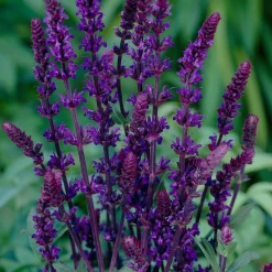 Salvia Bleu 'Caradonna' - Des épis violets tout l'été